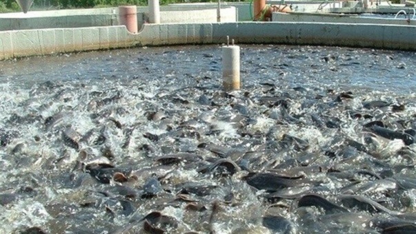 اختصاص چهار هزار قطعه زمین به طرح جوانی جمعیت در لرستان