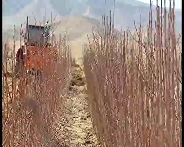 باغداران خراسان‌شمالی نهال شناسه دار کاشت کنند