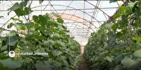 بازار گرم تولیدات گلخانه‌ای در استان مرکزی