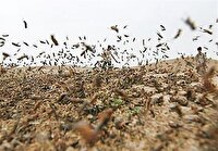 به کارگیری تجربه برای مقابله با هجوم ملخ ها