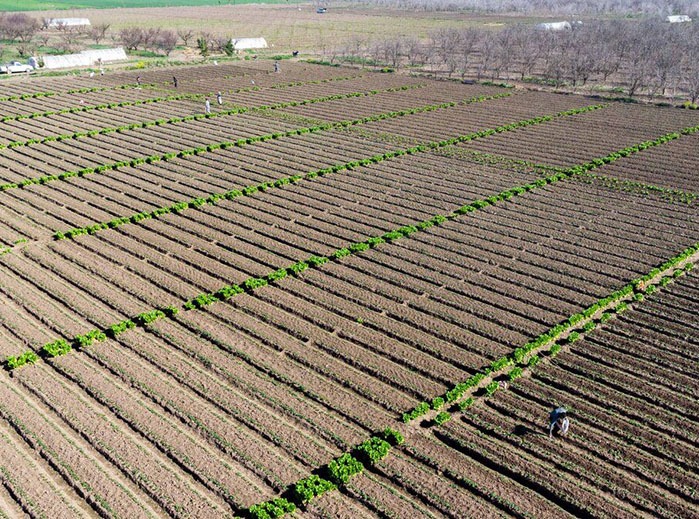 تولید بیش از هزار محصول فناورانه در بخش کشاورزی