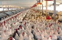 پیش‌بینی تولید بیش از ۱۰۰ هزار تن گوشت مرغ در قزوین