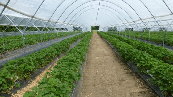 توسعه ۳۹۲ هکتاری گلخانه‌ها در ورامین