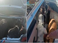 کشف ۴۴ راس دام سبک قاچاق در سپیدان