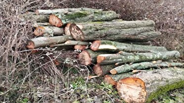 دستگیری قاچاقچیان چوب در لوندویل آستارا