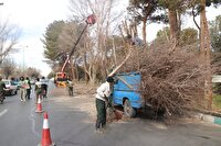 اجرای هرس زمستانه درختان شهر اصفهان