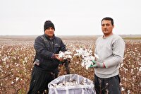 کمبود کارگر علت تاخیر برداشت پنبه دشت مغان