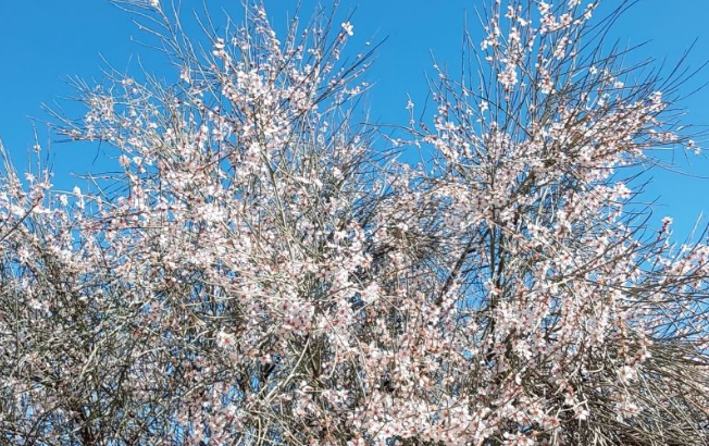 زیبایی‌های شکوفه‌های بهاری در تپه‌ماهور‌های لنده