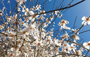 زیبایی‌ شکوفه‌های بهاری در تپه‌ماهور‌ لنده