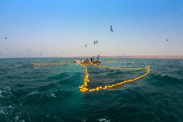 ممنوعیت صید ساردین ماهیان در آب‌های قشم