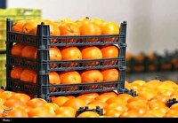 توزیع ۴۰۰ تن میوه شب عید در قم با قیمتی کمتر از نرخ بازار