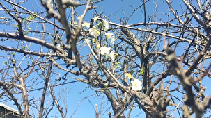 چهره بهاری گیلان در آخرین ماه زمستان