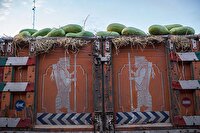 تولید و صادرات جالیزی و رشدی که شیرین نیست