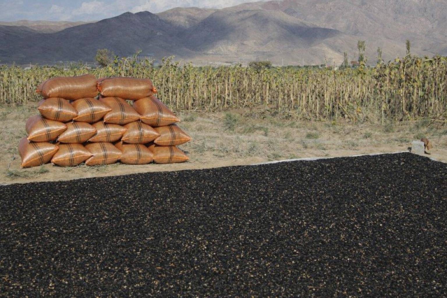 توزیع بیش از ۱۹ هزار تن انواع نهاده‌های کشاورزی در اهواز