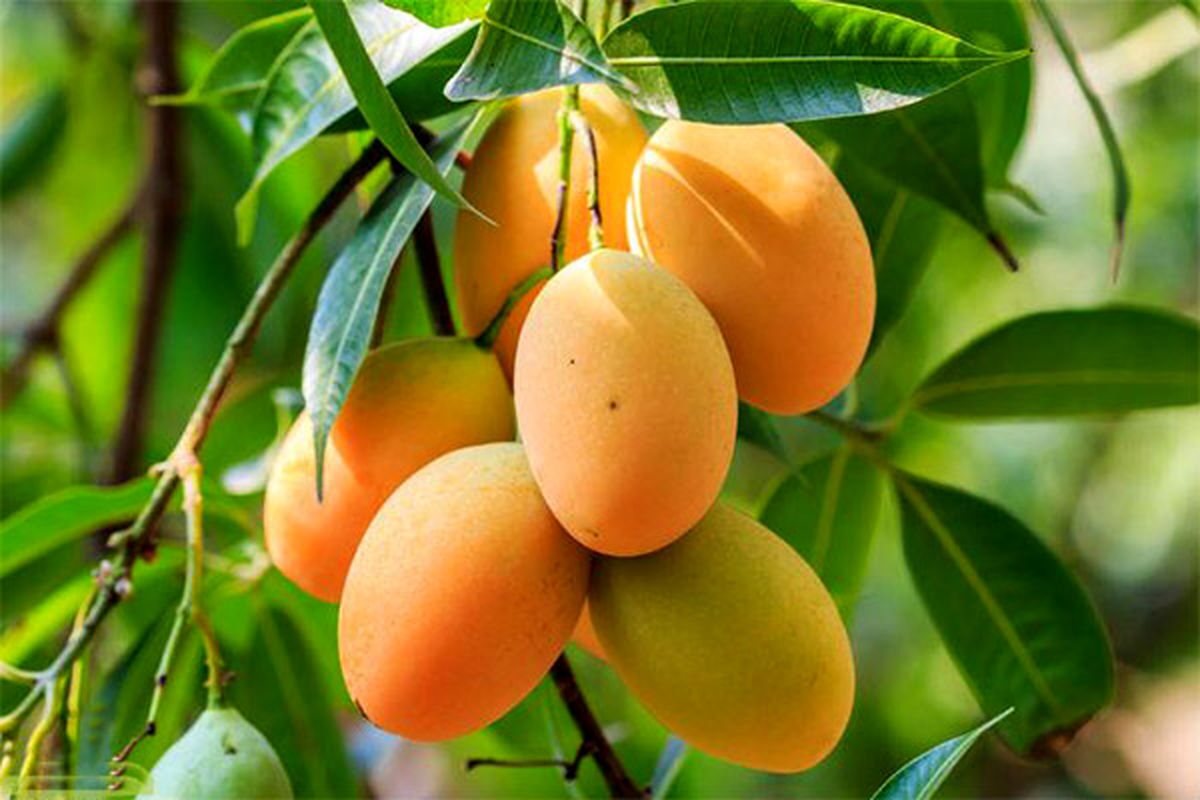 اجرای طرح آزمایشی آموزشهای تخصصی انبه در قصرقند اجرای طرح آزمایشی آموزشهای تخصصی انبه در قصرقند