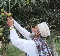 اجرای طرح آزمایشی آموزش‌های تخصصی انبه در قصرقند