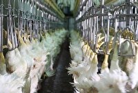 تجهیز کشتارگاه‌های طیور مجهز به خط اتوماتیک تخلیه اندرونه