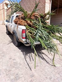 جمع‌آوری پاجوش‌های خرما در حاشیه شهرستان بافق