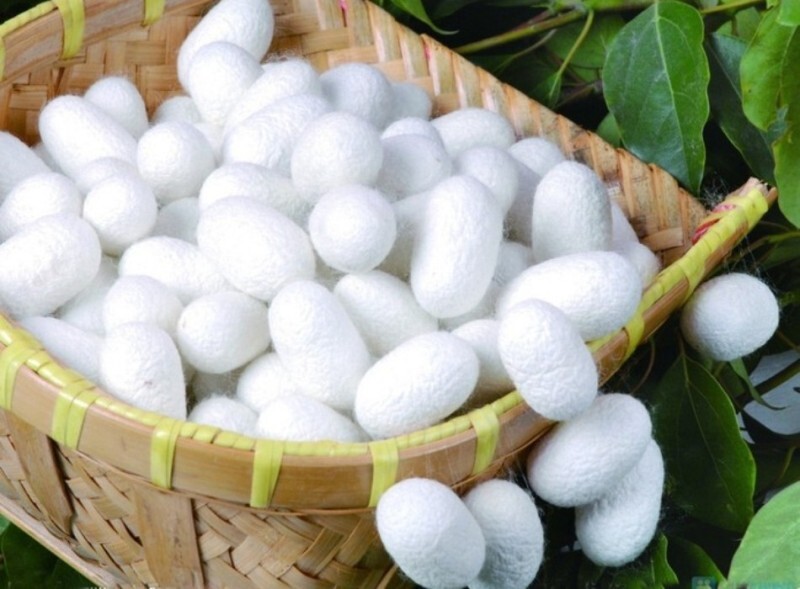 افزایش ۸۰ درصدی قیمت تضمینی پیله‌تر ابریشم