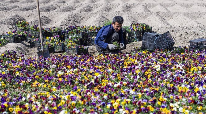 اصفهان با ۷ میلیون گل به استقبال بهار میرود اصفهان با ۷ میلیون گل به استقبال بهار میرود