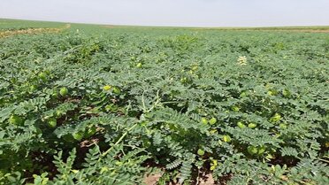 معرفی ۲ رقم جدید نخود پاییزه برای مناطق سردسیر