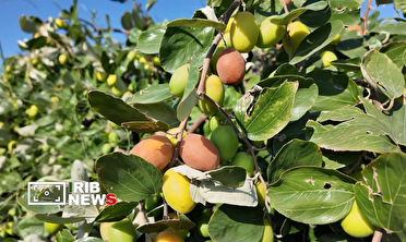 پیش‌بینی برداشت ۹۰۰ تن کُنار در شهرستان دشتی