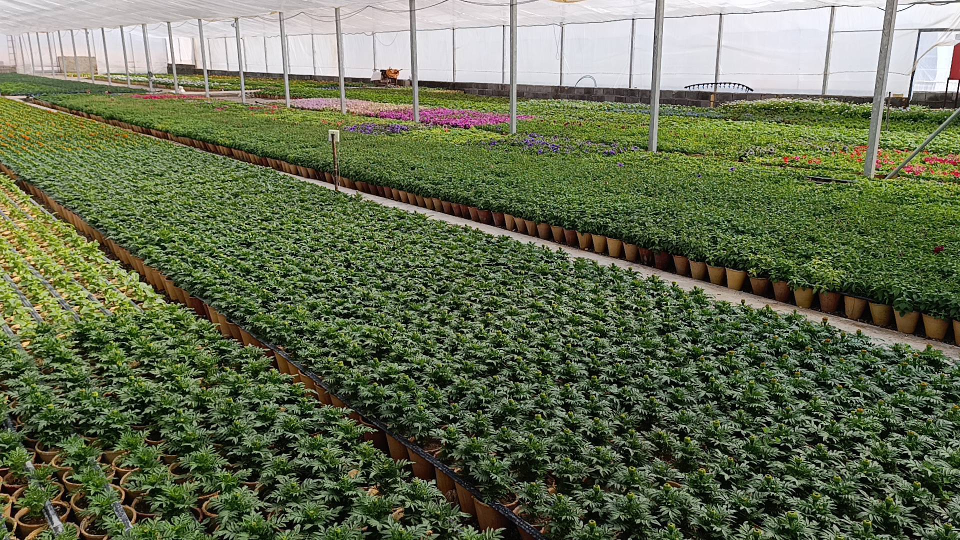 افتتاح مرحله دوم گلخانه در دولت آباد شهرستان برخوار