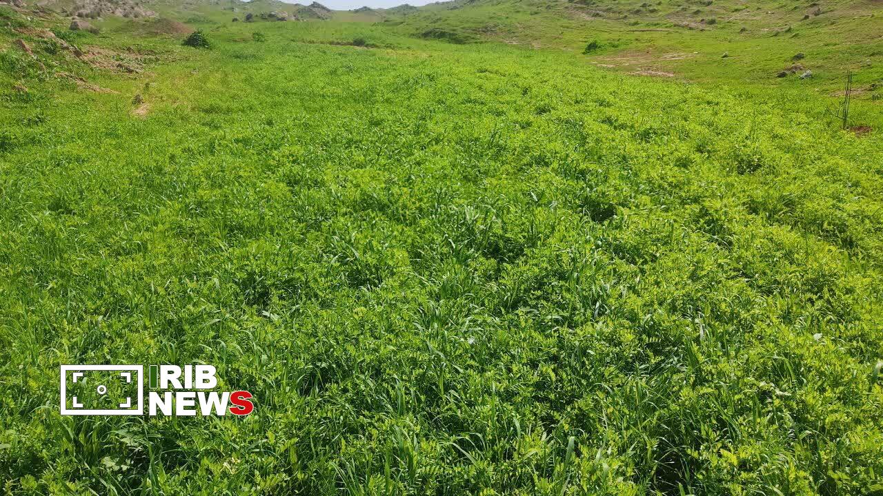 کشت گیاه علوفه‌ای ماشک در ۱۰ هکتار از مزارع الوار گرمسیری اندیمشک