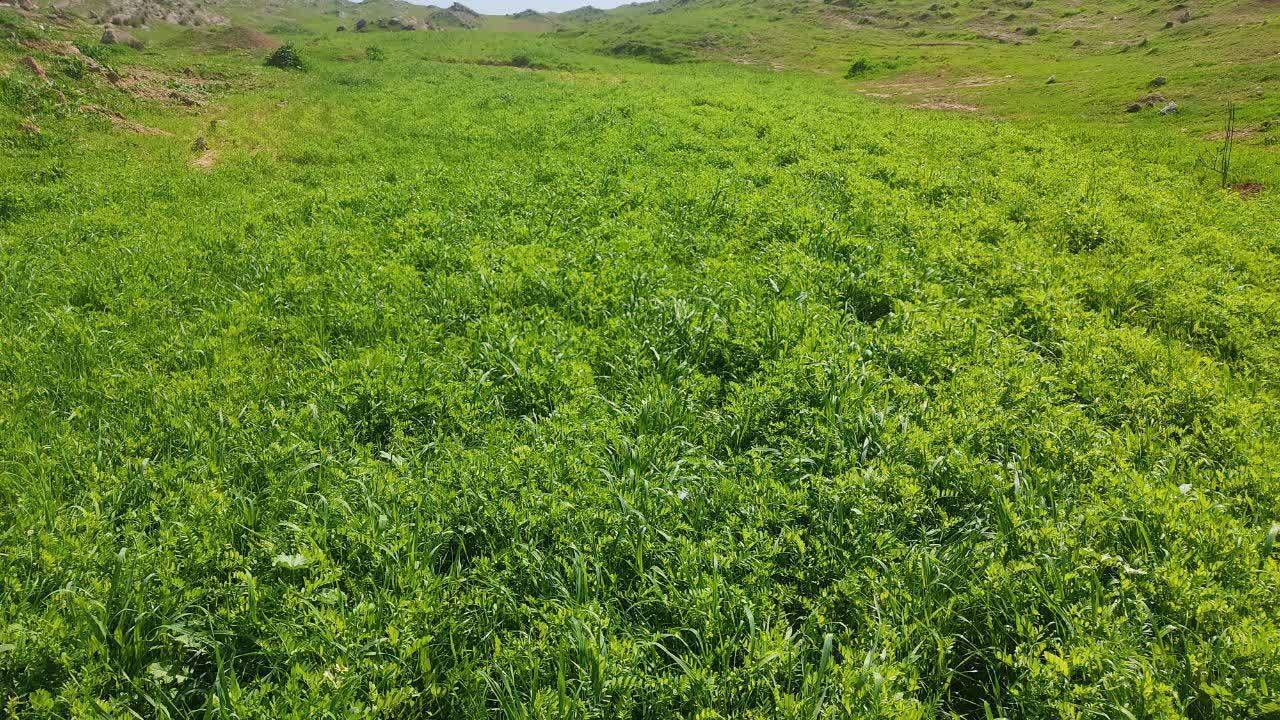 کشت ماشک در اندیمشک