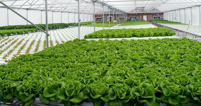 پایش و شناسه کردن واحد‌های بهره برداری کشاورزی و محصولات پخش کشاورزی و گلخانه‌ای