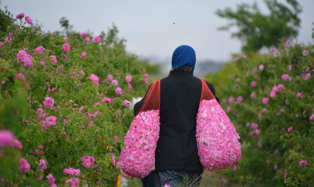 برداشت گل محمدی در شهرستان کارون برداشت گل محمدی در شهرستان کارون