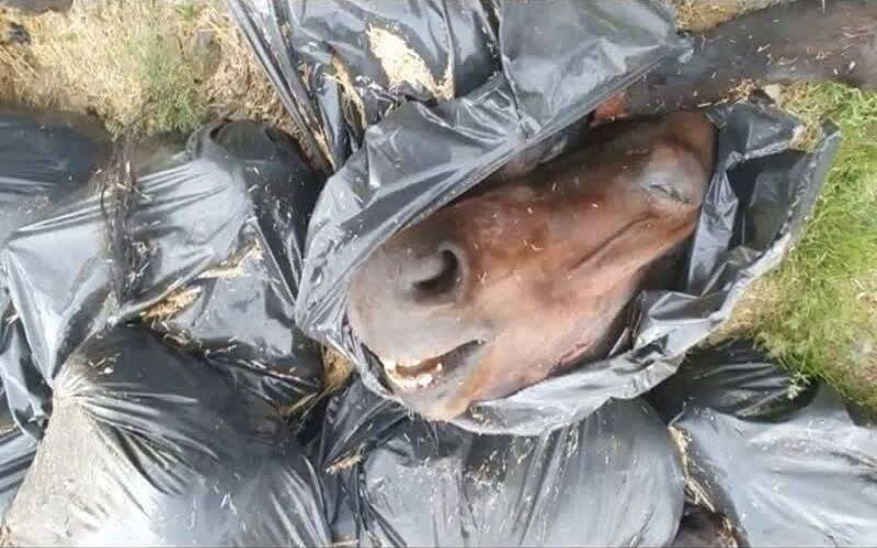 کشف لاشه ۲۰ رأس اسب در بوکان