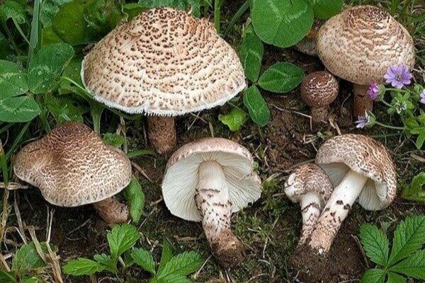 مسمومیت ۱۹ نفر به علت مصرف قارچ سمی مسمومیت ۱۹ نفر به علت مصرف قارچ سمی