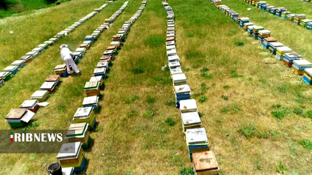 کوچ بهاره زنبورداران اردبیل به مناطق ییلاقی کوچ بهاره زنبورداران اردبیل به مناطق ییلاقی