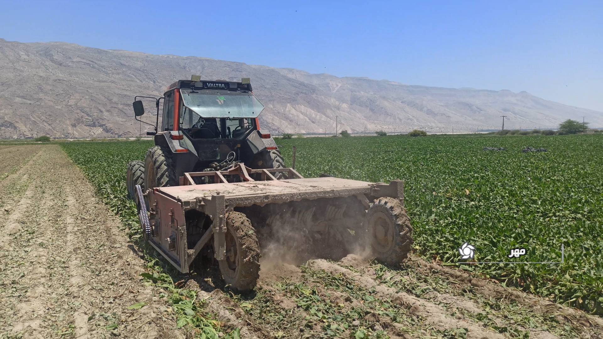 برداشت چغندرقند از زمینهای کشاورزی ُمهر برداشت چغندرقند از زمینهای کشاورزی ُمهر