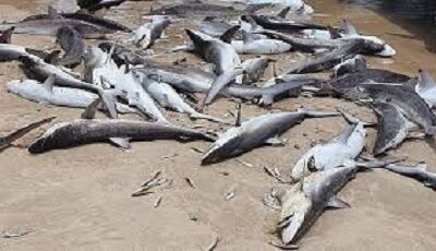 کشف و ضبط محموله کوسه ماهیان در اسکله صیادی بریس