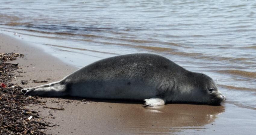 مشکل در نمونهبرداری از لاشههای فوک دریای خزر بهعلت دیر کشف شدن مشکل در نمونهبرداری از لاشههای فوک دریای خزر بهعلت دیر کشف شدن