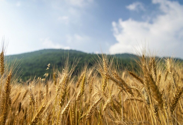 تحقق کامل زیرپروژههای طرح جهش تولید در دیمزارهای آذربایجانغربی تحقق کامل زیرپروژههای طرح جهش تولید در دیمزارهای آذربایجانغربی