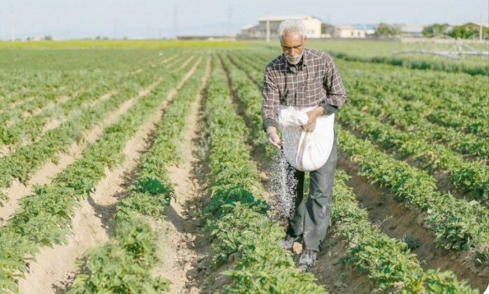 تامین و توزیع کودهای کشاورزی مورد نیاز کشاورزان به صورت منظم انجام میشود تامین و توزیع کودهای کشاورزی مورد نیاز کشاورزان به صورت منظم انجام میشود