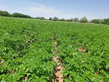 تولید بیش از  ۷۹ هزار تن سیب زمینی بهاره و تابستانه در آذربایجان شرقی