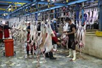 نظارت بهداشتی و شرعی گسترده دامپزشکی سیستان و بلوچستان بر ذبح دام در هیئات مذهبی در ایام تاسوعا و عاشورا
