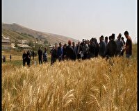 آغاز خرید تضمینی گندم در کالپوش