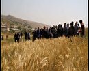 آغاز خرید تضمینی گندم در کالپوش