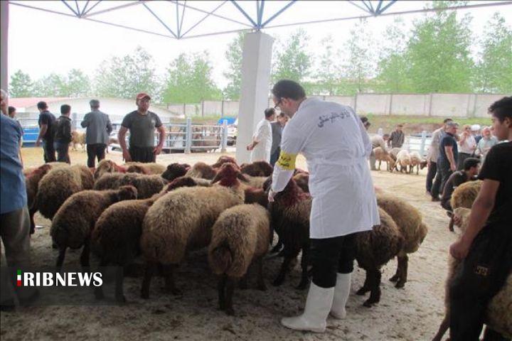 نظارت دامپزشکی آذربایجان شرقی بر ذبح دام‌های قربانی