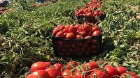 خرید توافقی گوجه فرنگی با مشارکت اتحادیه تعاونی روستایی در رامیان