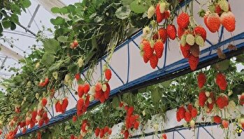 توسعه کشت گلخانه ای در تجربه ای نو با کاشت محصولی کمیاب