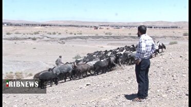 مزرعه متروکه قم به مرکز پرورش مرغ و دام تبدیل شد