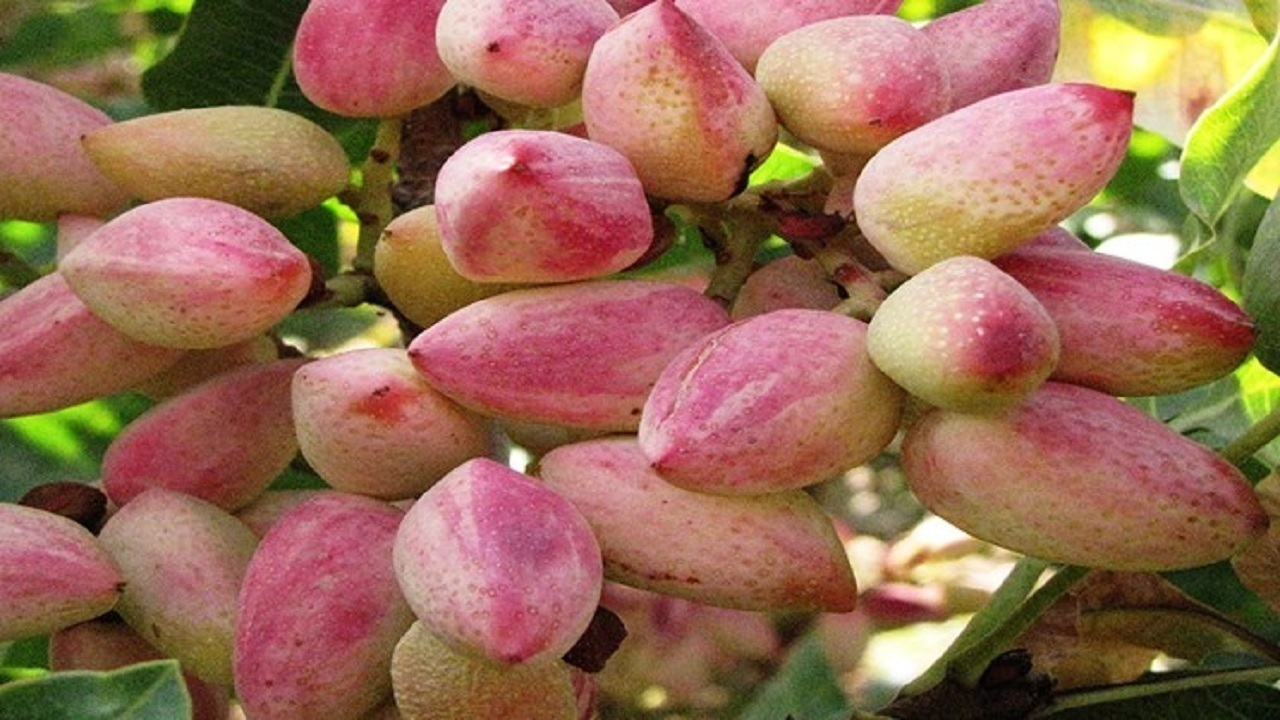 ایلخچی قابلیت تبدیل به قطب تولید پسته آذربایجان‌شرقی را دارد