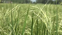 رویش جوانه‌های دسترنج مردان و زنان سخت کوش گیلانی