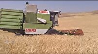 پیش بینی برداشت ۱۲ هزار تن گندم از مزارع بخش بیرانوند